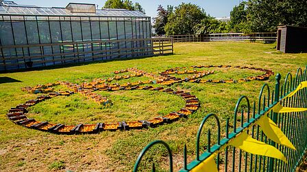 foto van de fiets met 6.000 gele tomaten